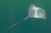 Pelagic stingray image