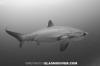 Pelagic Thresher Shark 035