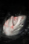 Porbeagle Shark picture