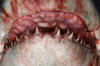 Porbeagle Shark Jaw image