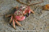 Pygmy Rock Crab - Trichocera oregonensis