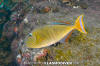 Redtail Triggerfish