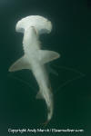 Scoophead Shark 067