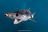 shortfin mako shark 352