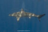spinner shark