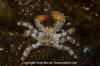 Spiny Lithode Crab