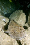 Spotted wobbegong image