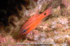 Tailspot Cardinalfish