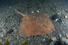 Thorny Skate