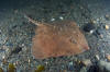 Thorny skate picture