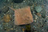 Thorny Skate