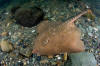 Thorny Skate