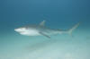 Tiger Shark 024 Picture