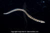 Tiger Snake Eel