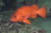Vermilion Rockfish pic