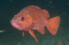 Vermilion Rockfish image