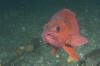 Vermilion Rockfish picture