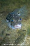 Weeping Toadfish