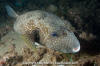 White-Spotted Puffer Fish