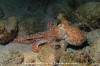 Whitespotted Octopus 
