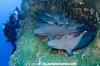 Whitetip Reef Shark 118