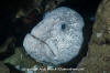 Wolf Eel