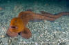 Wolf Eel 