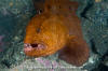 Wolf Eel