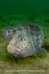 Wolf Eel