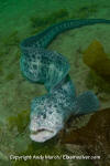 Wolf Eel