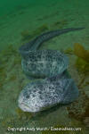 Wolf Eel