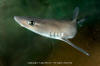 smooth dogfish / dusky smoothhound shark 006
