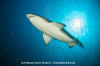 Sandtiger Shark 200