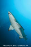 Sandtiger Shark 213