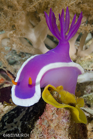 Nudibranch at Chocolate Island, Philippines.
