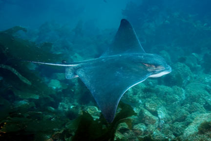 Bat Ray information - stats and pictues of the California Bat Ray