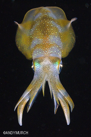 Bigfin Reef Squid, Malapascua.