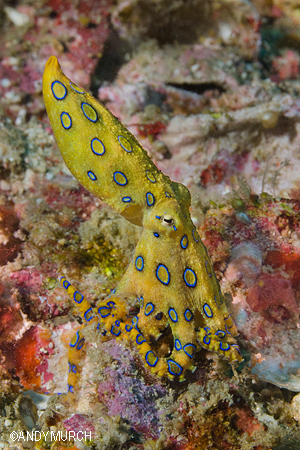Blue Ringed Octopus Malapascua, Philippines.
