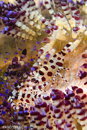 Coleman's Shrimps at Mapalapscua Island.