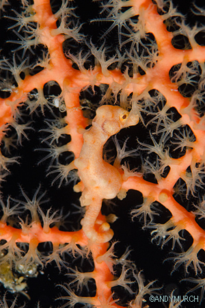 Denise's Pygmy Seahorse Malapascua, Philippines.