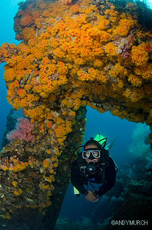 Diver on the Dona Marilyn Wreck, Malapascua