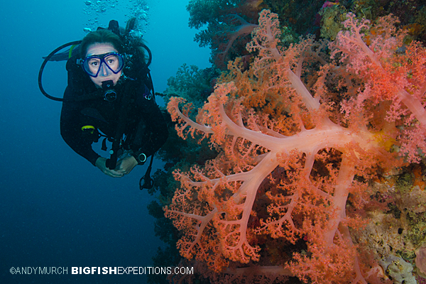 Shark Diver on a beautful soft coral reef on Malapascua, Philippines