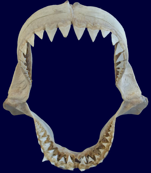 13" Dusky SHARK B grade jaw sharks teeth taxidermy science jaws Details about    sj100-142-7 