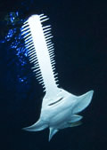 Shark picture - green sawfish