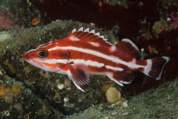 Juvenile rockfish