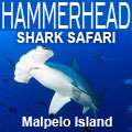 Hammerhead shark diving at Isla Malpelo.