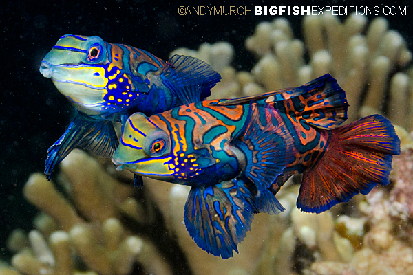 Fighting Mandarinfishes at Malapascua Island.