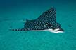 Pacific spotted eagle ray - Aetobatus laticeps