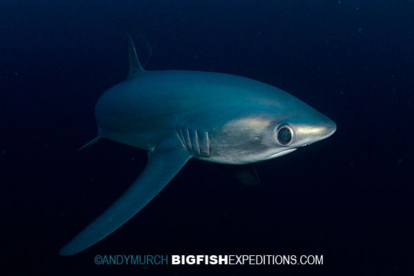 Pelagic Thresher Shark Pictures - Images of Alopias pelagicus