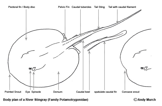 River Stingray diagram showing charateristics of Potoamotrygonid rays.